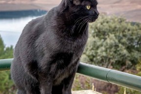 华体会登录-刹车点与压哨球，当F1战术窗遇见NBA决胜时刻