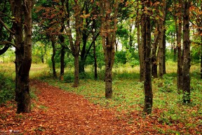 华体会hth-东契奇关键先生本色闪耀，步行者速胜马刺迎赛季转折
